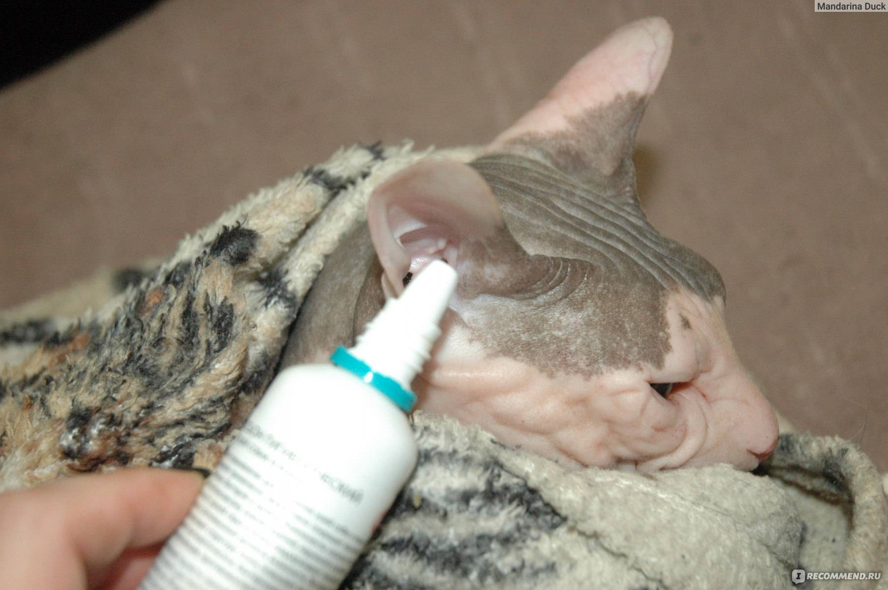 Уход за ушами кошки: как часто нужно чистить в домашних условиях, а также лосьон, капли, гель и другие средства и жидкости для этого