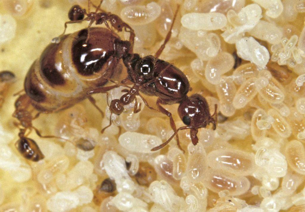 О размножении муравьёв