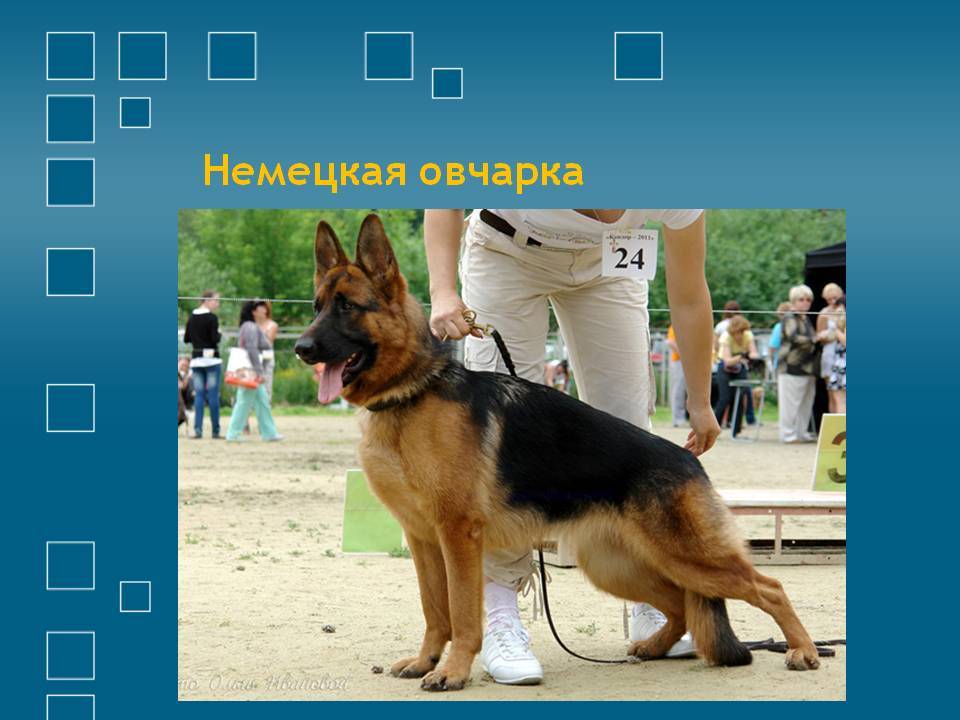 Московская сторожевая собака — характеристика породы и фото | все о собаках