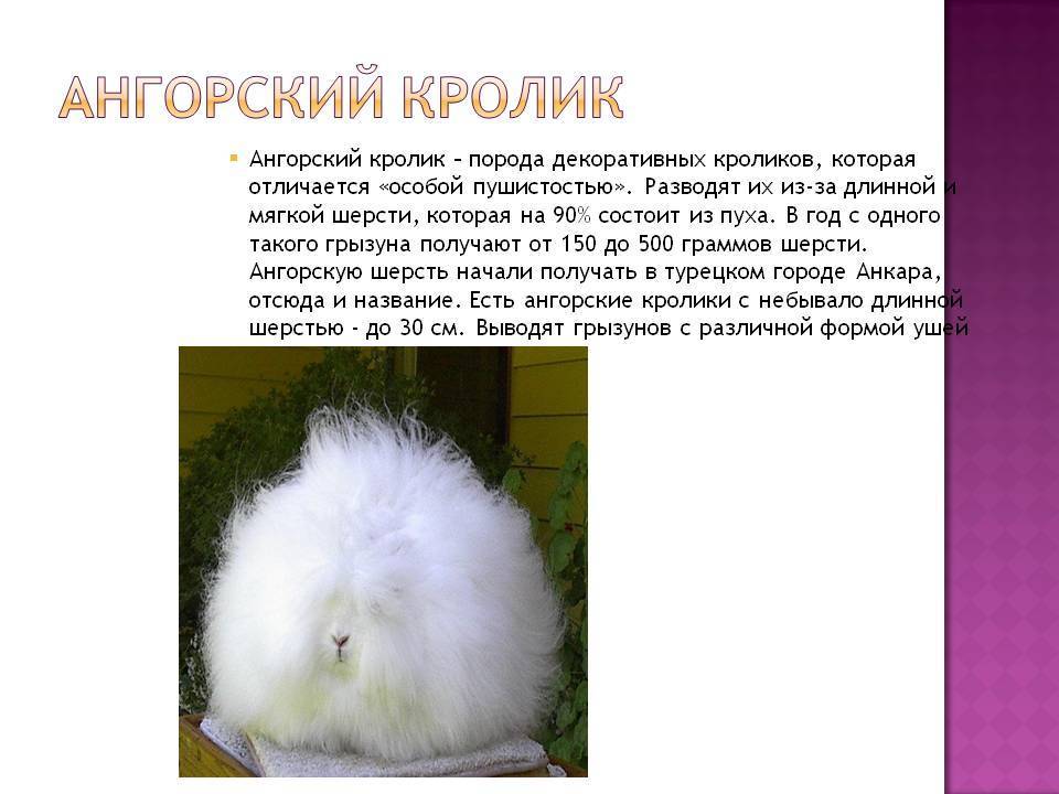 Ангорские пуховые кролики: отличительные признаки, стандарт породы, критерии выбора, правила содержания, рацион, уход за шерстью