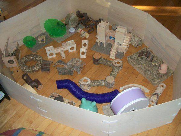 Разнообразие игрушек для хомяков: как смастерить игрушку своими руками с фото