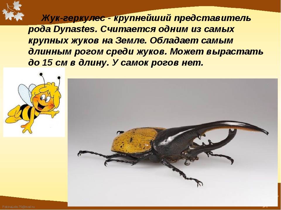 Жук геркулес насекомое. образ жизни и среда обитания жука геркулеса