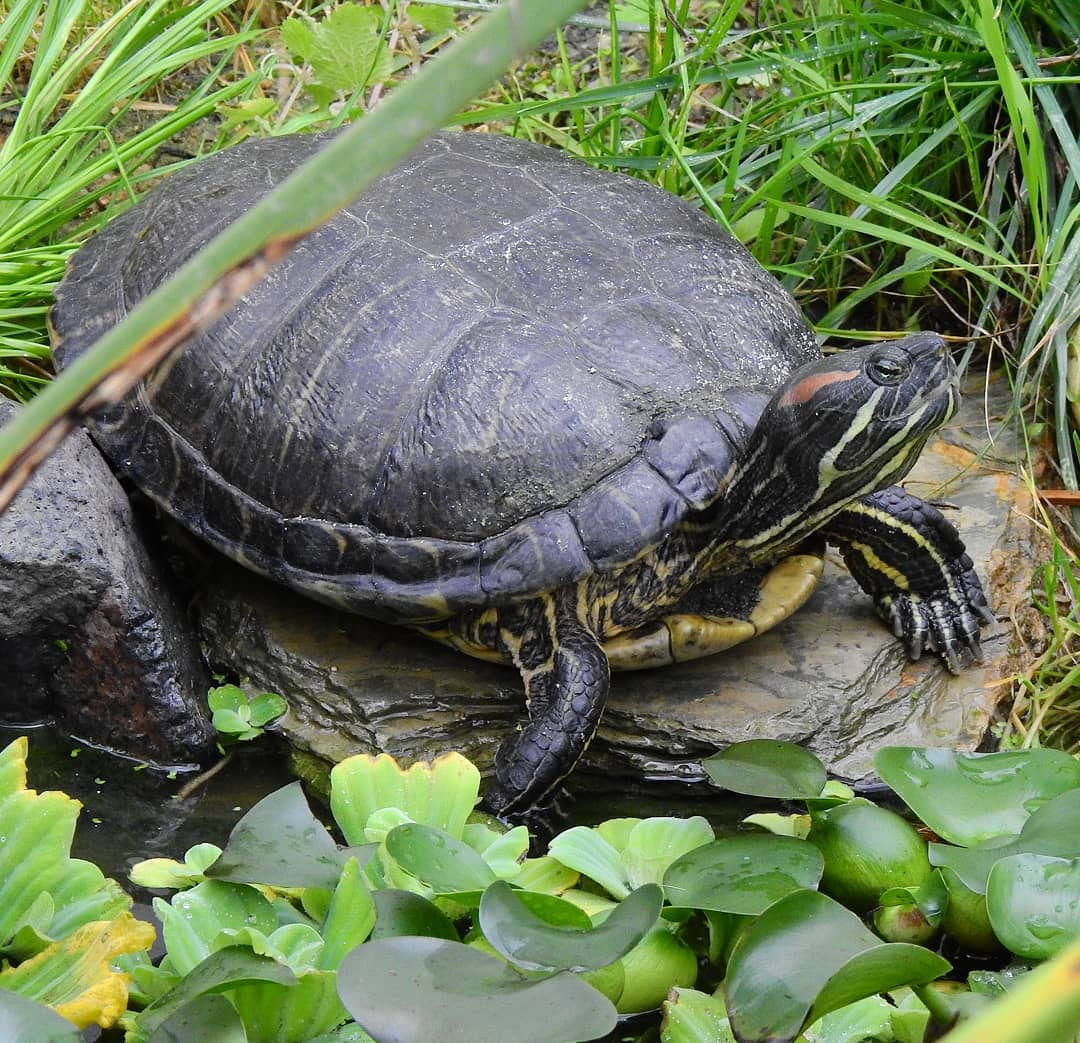 Черепаха сухопутная: содержание сухопутной черепахи в домашних условиях