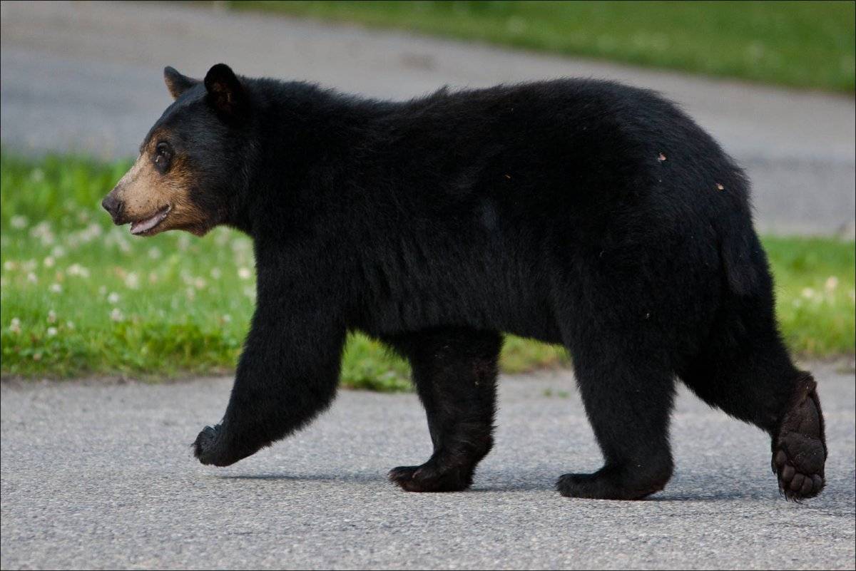 Бурый медведь: какой весь имеет, где обитает, описание животного
