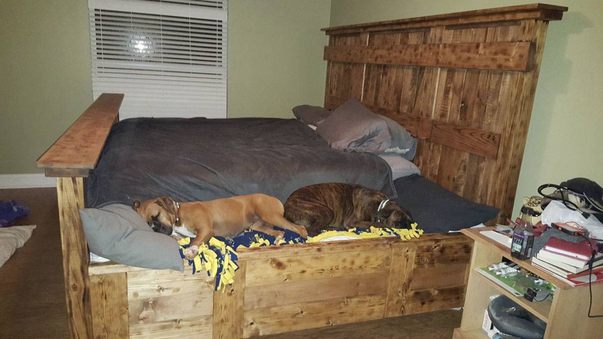 Как приучить собаку и щенка к месту в квартире, к лежанке в доме, как отучить от кровати или дивана