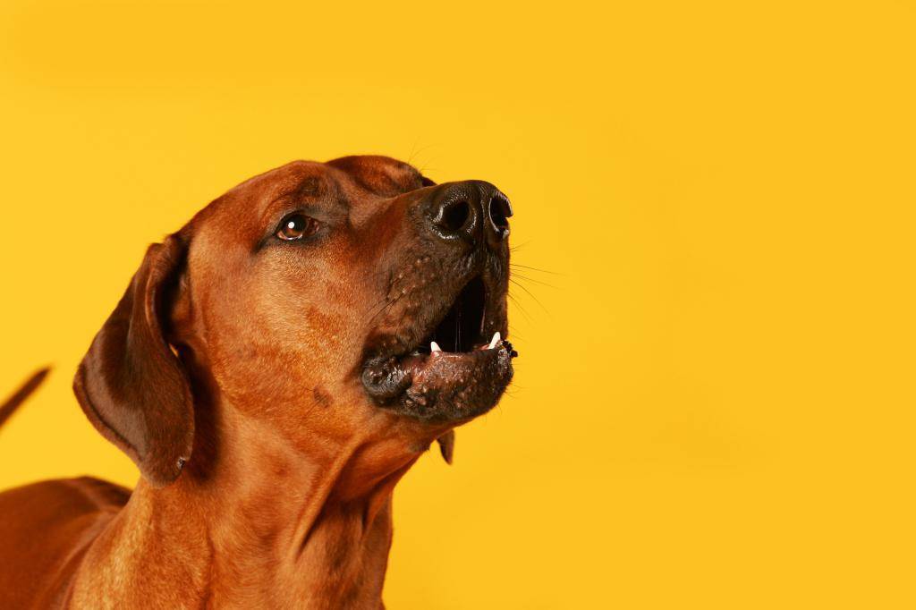 Почему гавкает собака: методы коррекции поведения