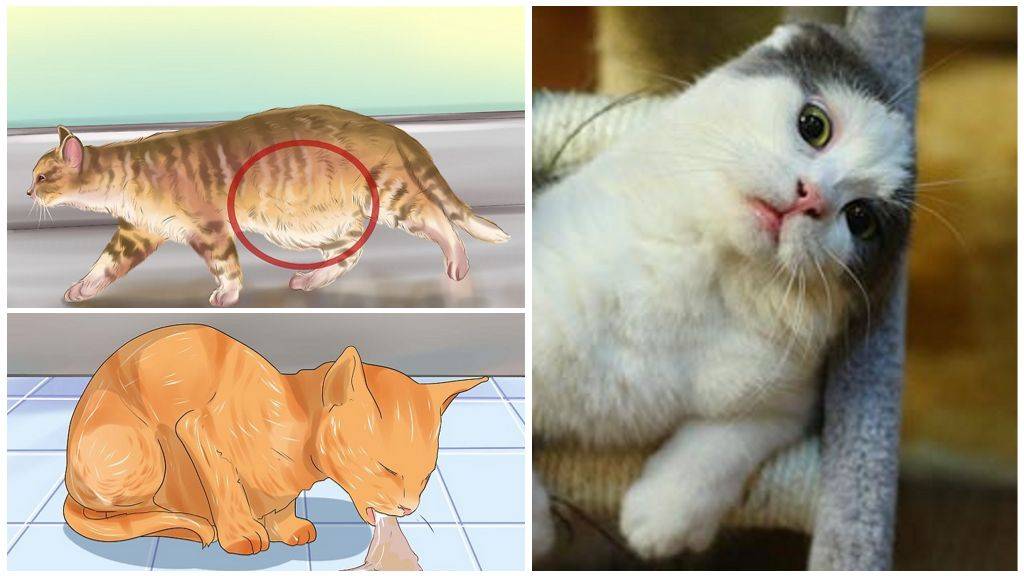 Все о выделениях у кошек: симптомы кровавого, белого и желтого цвета
