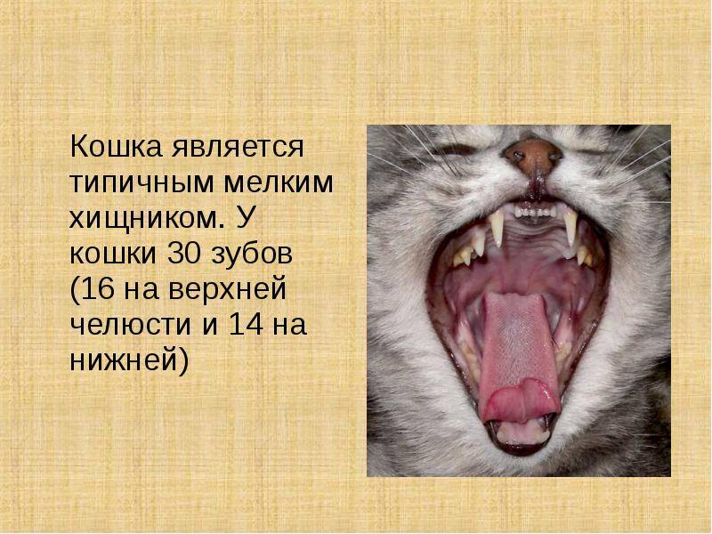 Сколько зубов у взрослой кошки