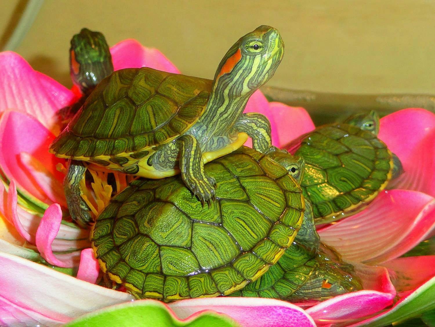 Черепаха красноухая: описание, виды, содержание. фото