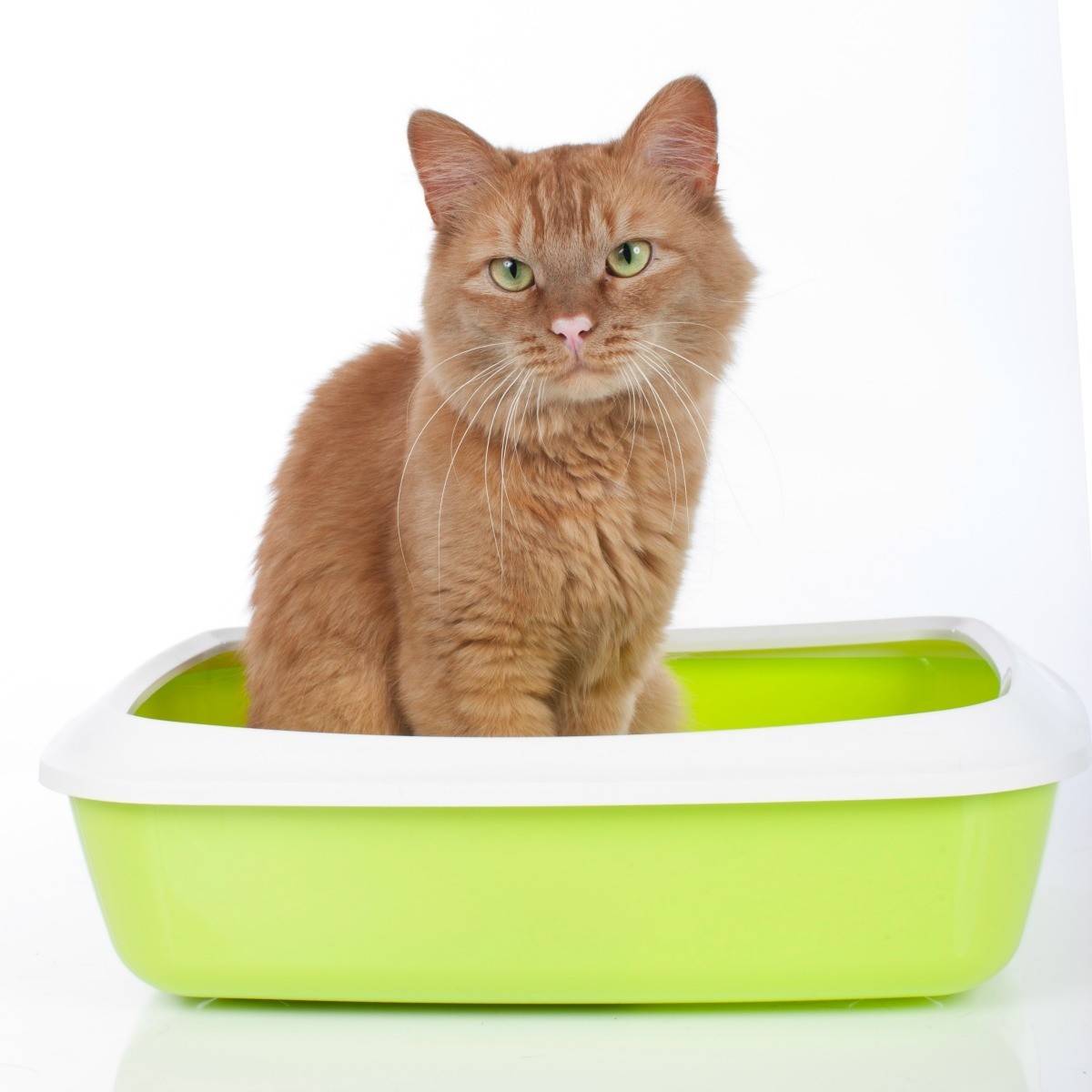 Лоток для кошек с решеткой: как правильно использовать, надо ли насыпать наполнитель?