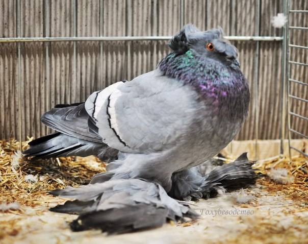 Бойная порода голубей: разновидности, полёт и тренировки