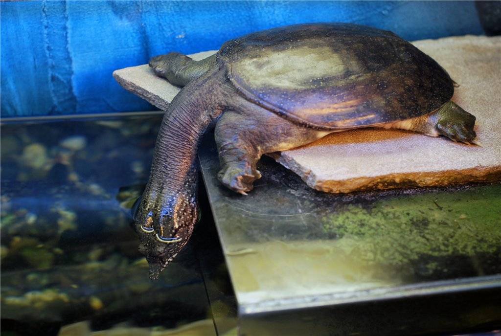 Китайская черепаха трионикс: содержание, описание, размножение