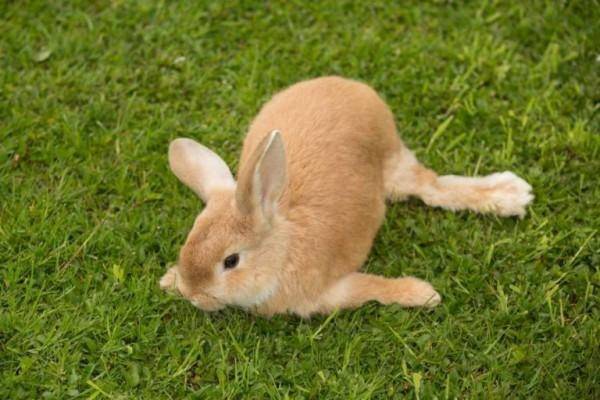 Болезни кроликов. виды и профилактика болезней кроликов | животный мир