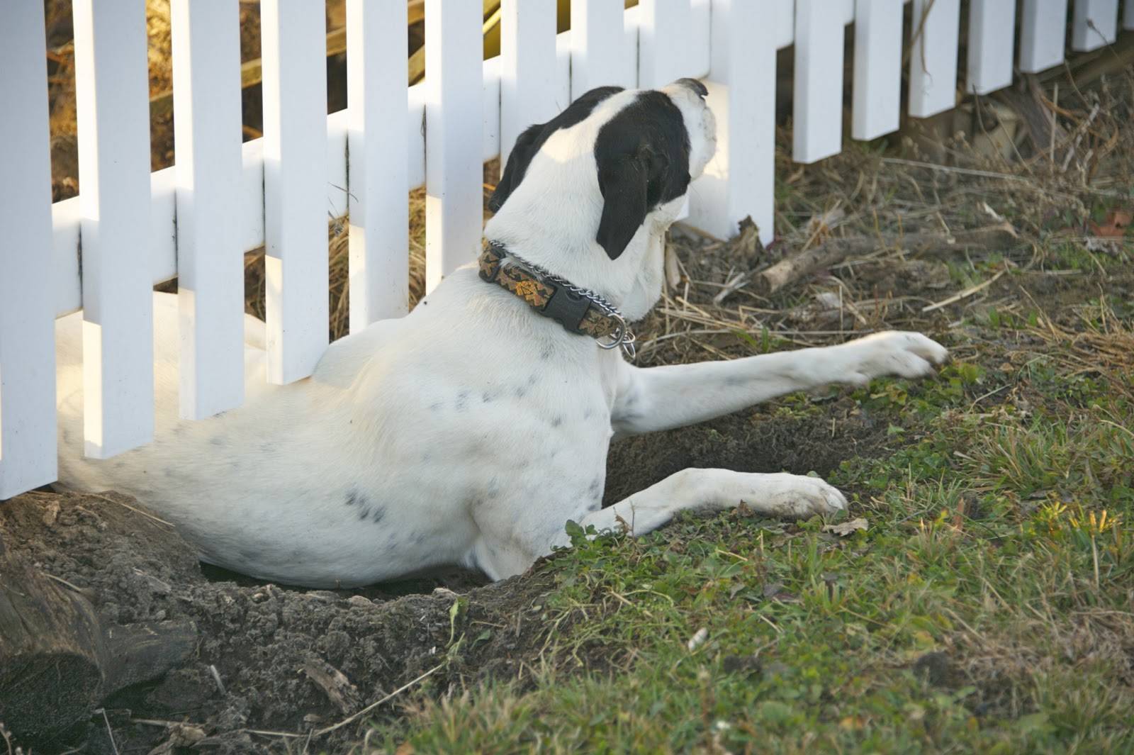11 методов отучить собаку копать ямы во дворе | звери дома