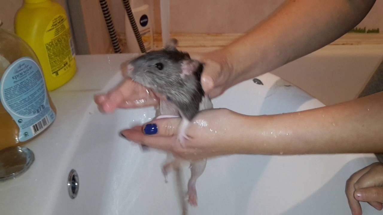 Можно мыть крысу