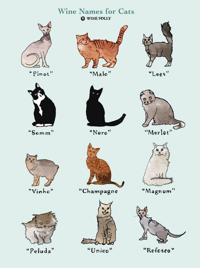 Как назвать вислоухих котов мальчика и девочку: самые оригинальные имена на 2021 год