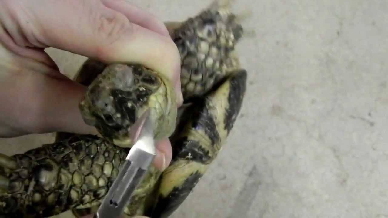 Как стричь когти черепахе, нужна ли стрижка красноухим и сухопотным черепахам?