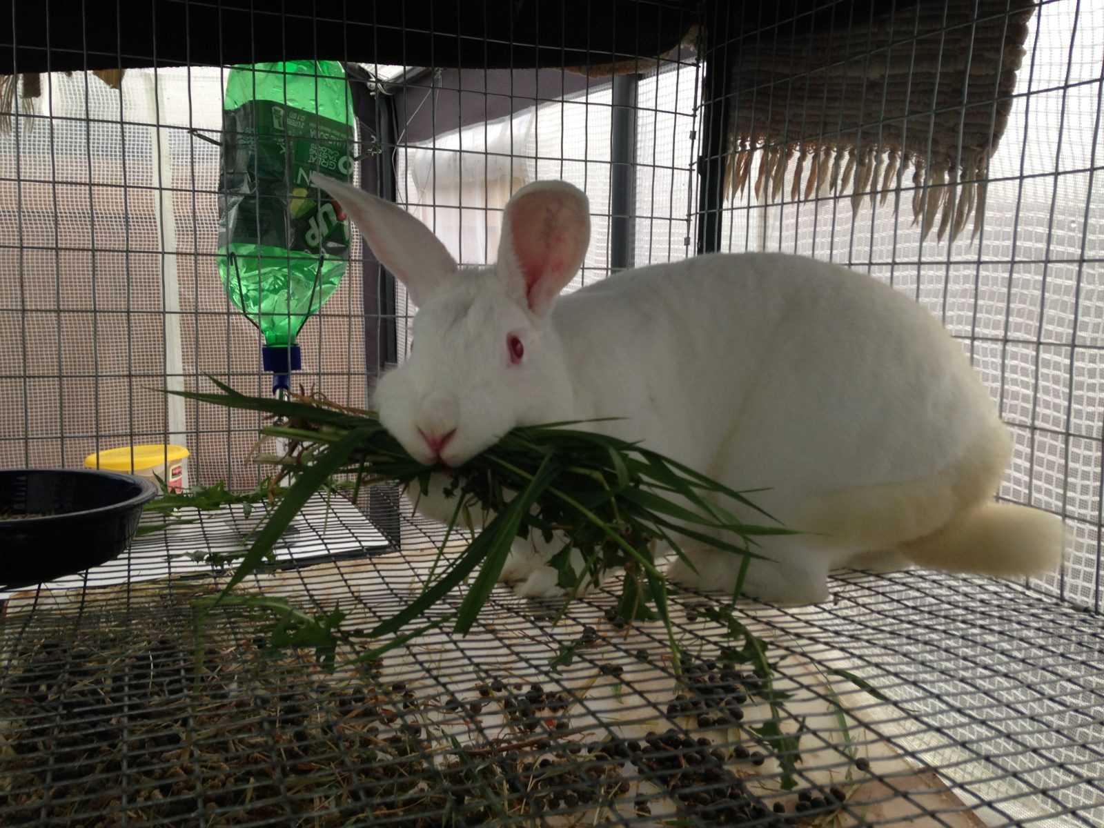 Содержание кроликов в сарае – как создать нужные условия? + видео