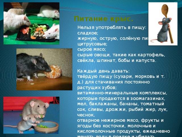 Декоративные крысы уход и содержание