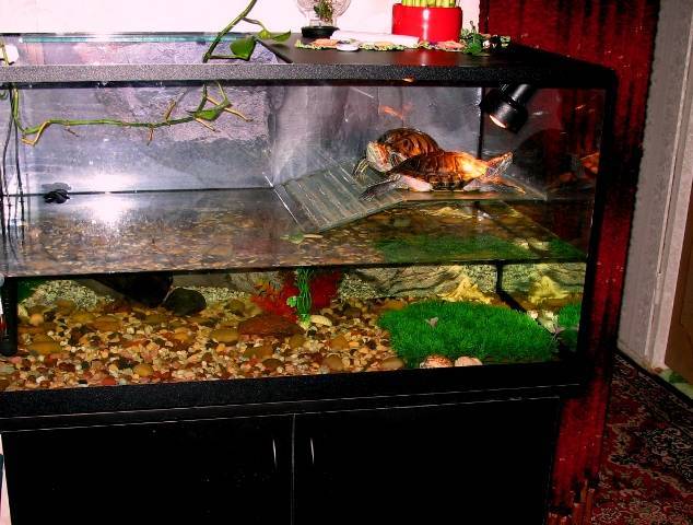 Красноухая черепаха: фото, кормление и уход, условия содержания красноухой черепахи в домашних условиях