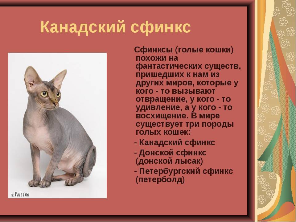 Сколько живут сфинксы (кошки) в домашних условиях? | mnogoli.ru