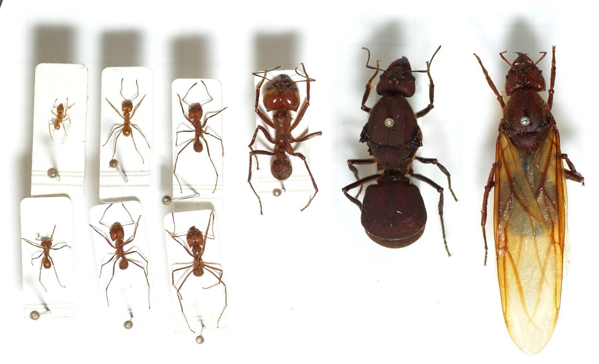 Матка у домашних муравьев как выглядит и как избавиться от нее