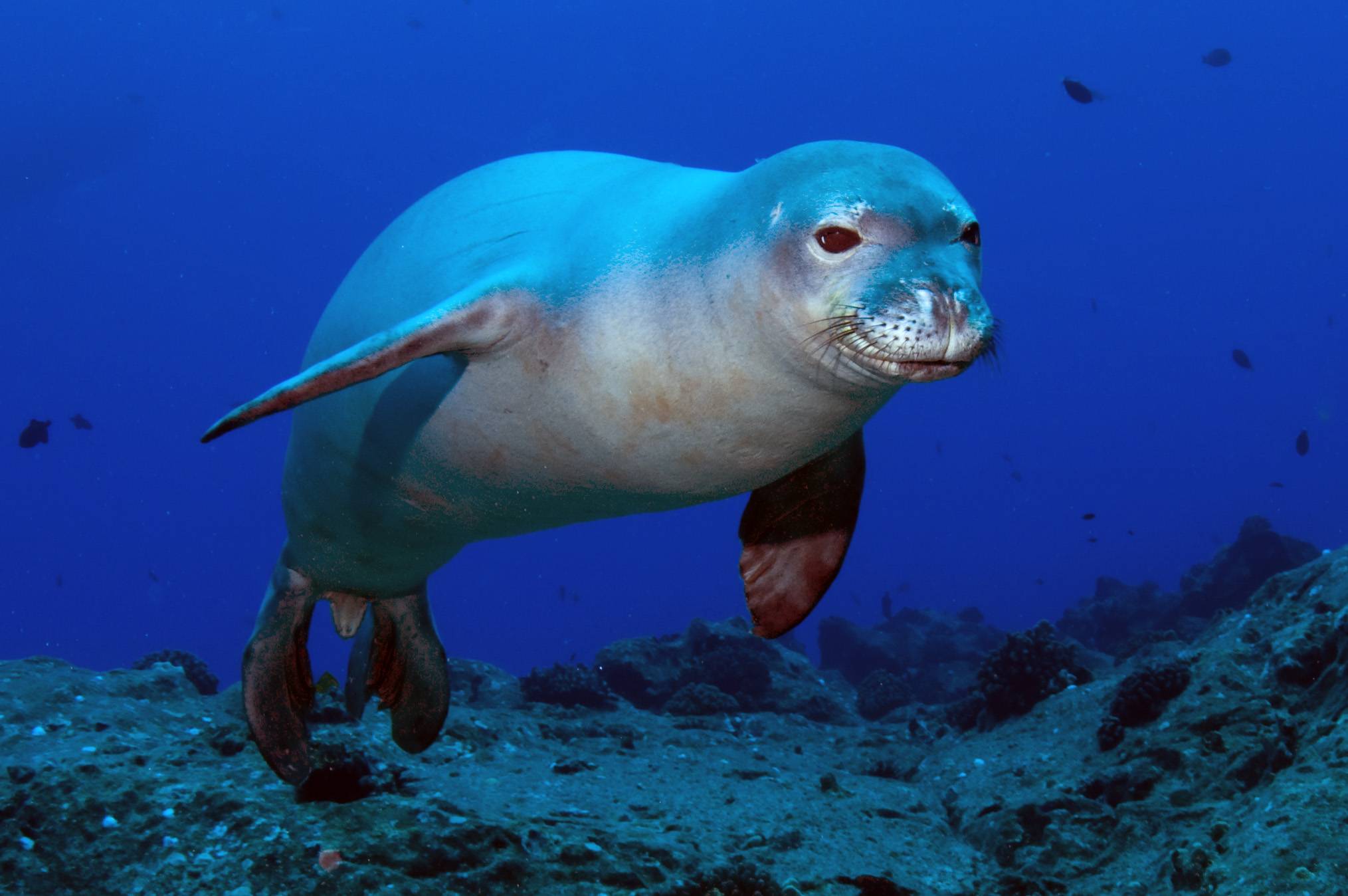 Тюлень обыкновенный (phoca vitulina): фото, виды, интересные факты
