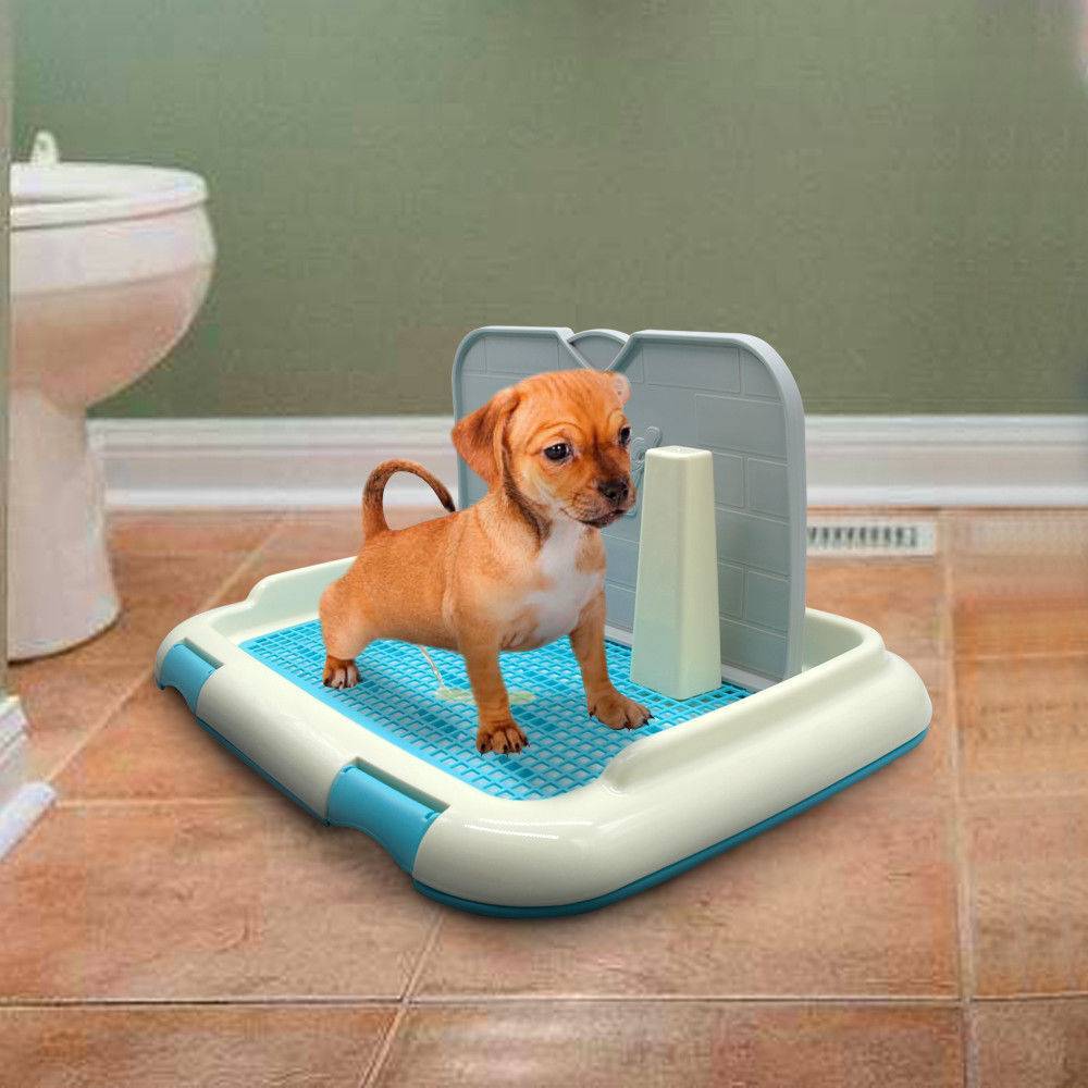 Приучение шпица к туалету: использование пеленки и лотка в квартире, выгул пса