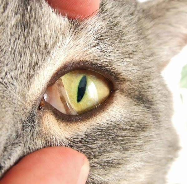 Третье веко у кошки: причины выпадения и лечение