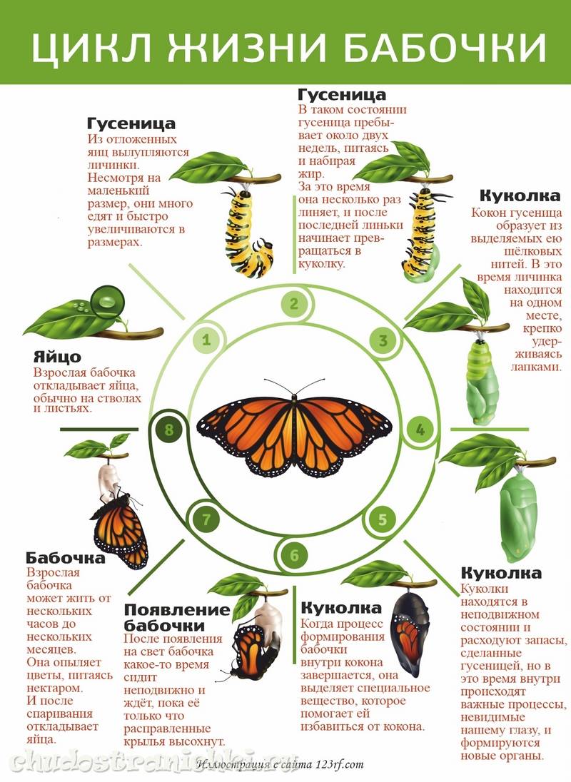 Все, что обязательно нужно знать о бабочке. зачем нужны бабочки