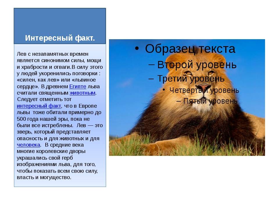 Интересные факты о львах (с фото) | vivareit