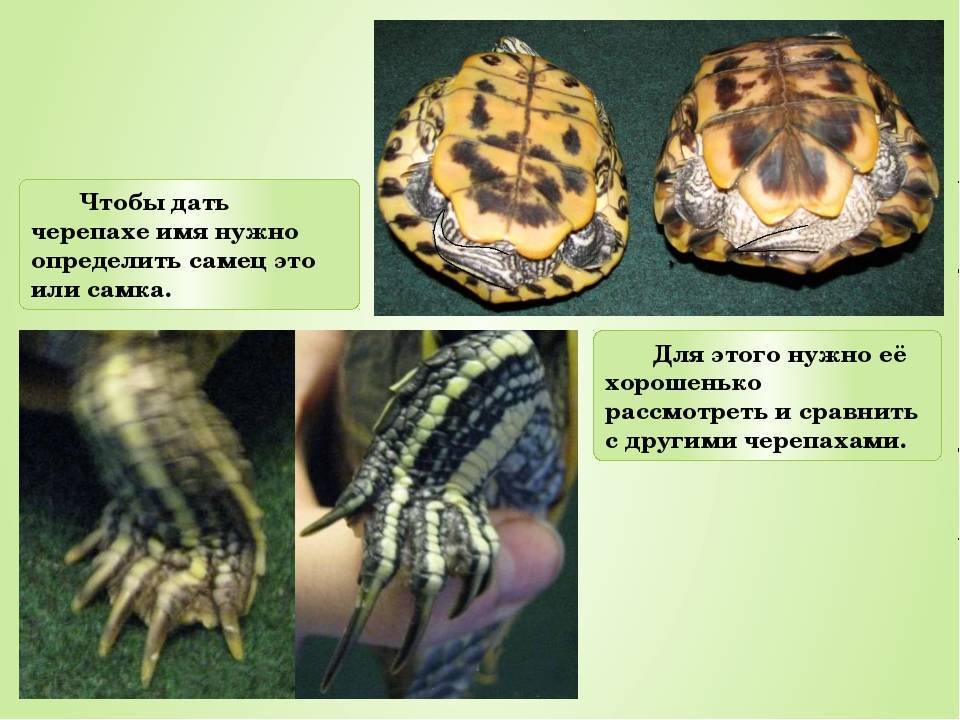 Рекомендации, как точно определить пол красноухой черепахи. отличия по общим признакам - твой питомец