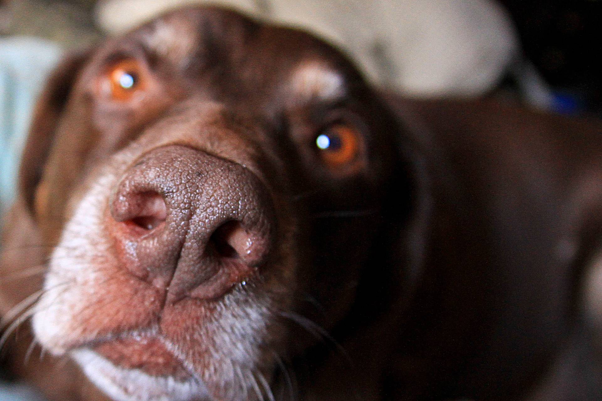 Почему сухой нос у собаки: причины, что делать, как лечить