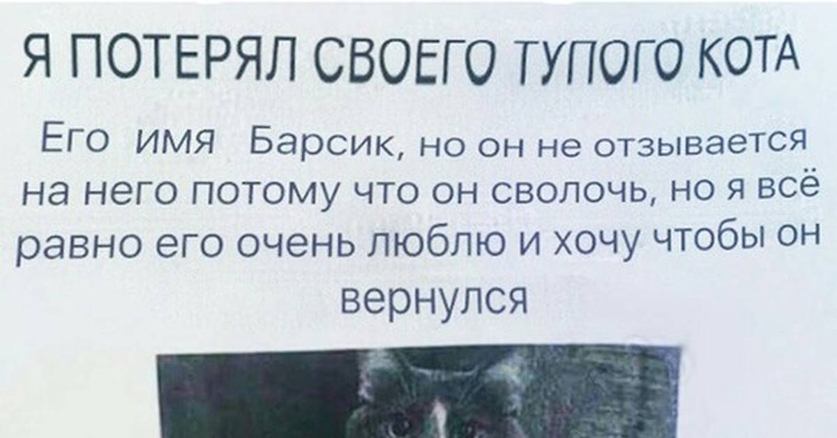 Почему кошки не всегда отзываются на своё имя? - gafki.ru
