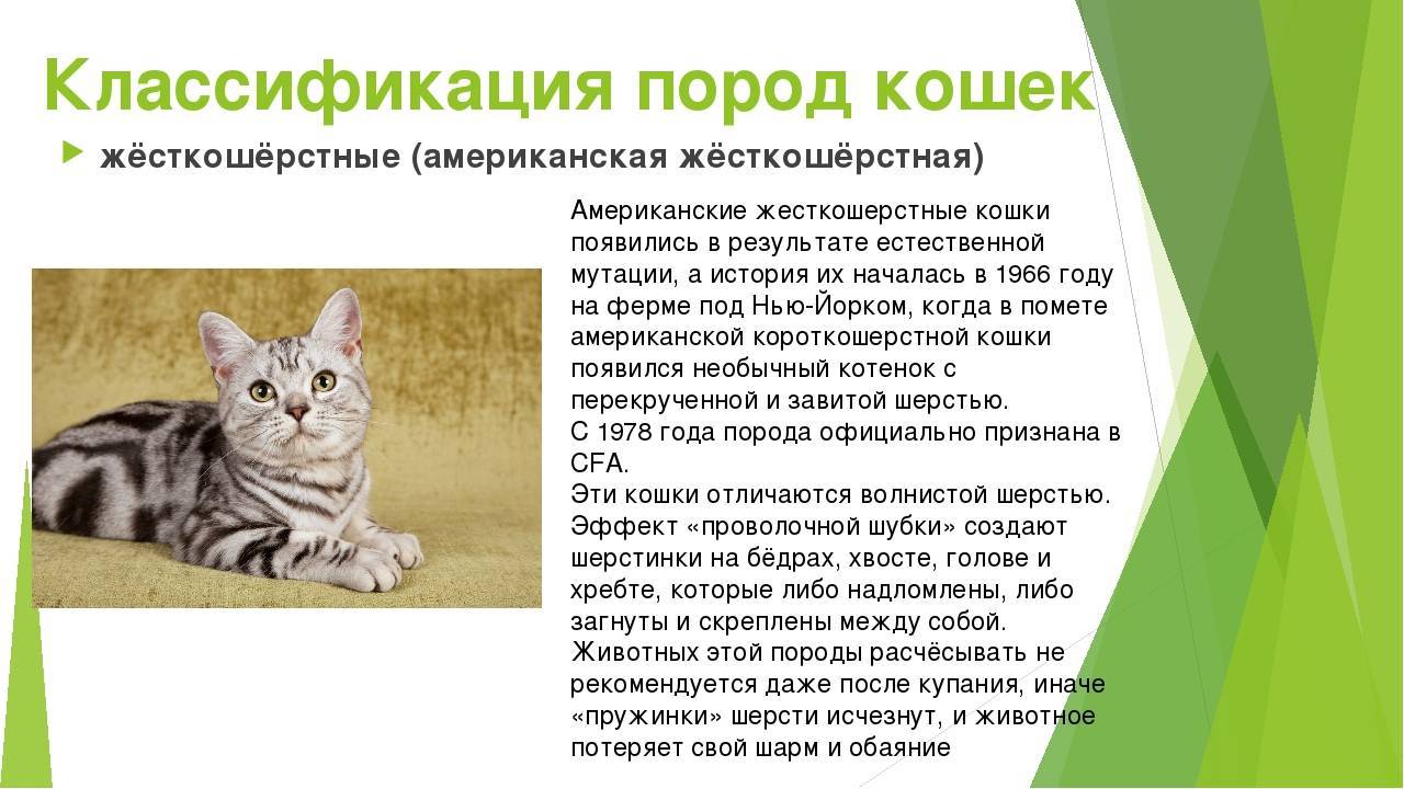 Кошка серенгети: характер и описание породы с фотографиями