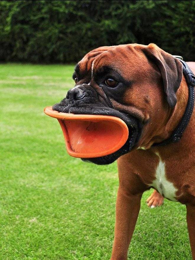 33 фото самых нелепых моментов из жизни собак :: инфониак