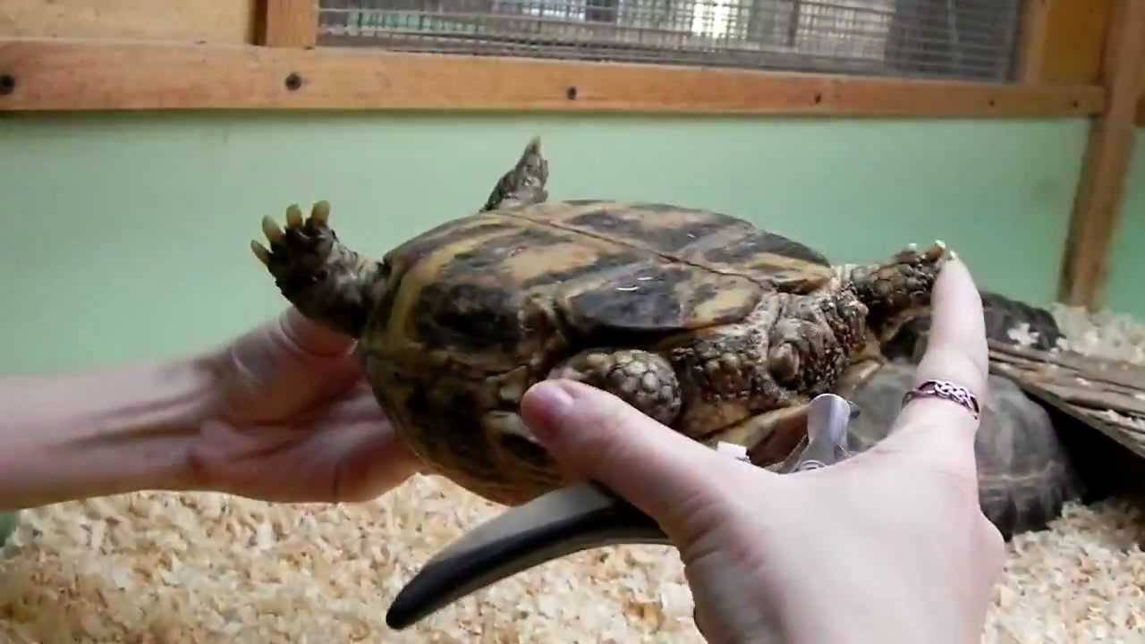 Красноухая черепаха в домашних условиях: уход и содержание, кормление, болезни, фото, сколько живут красноухие черепахи