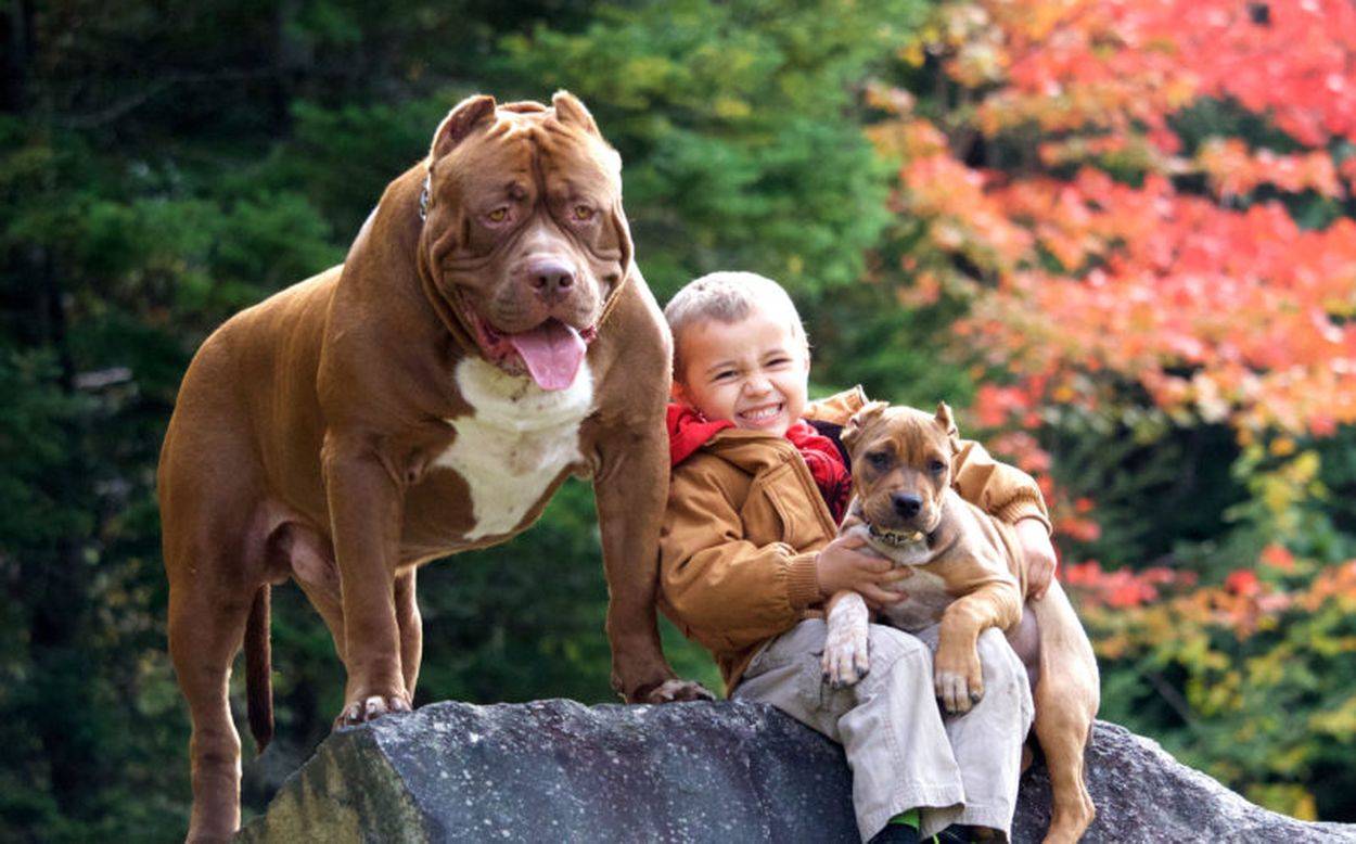 Топ-35 лучших пород собак для детей с фото