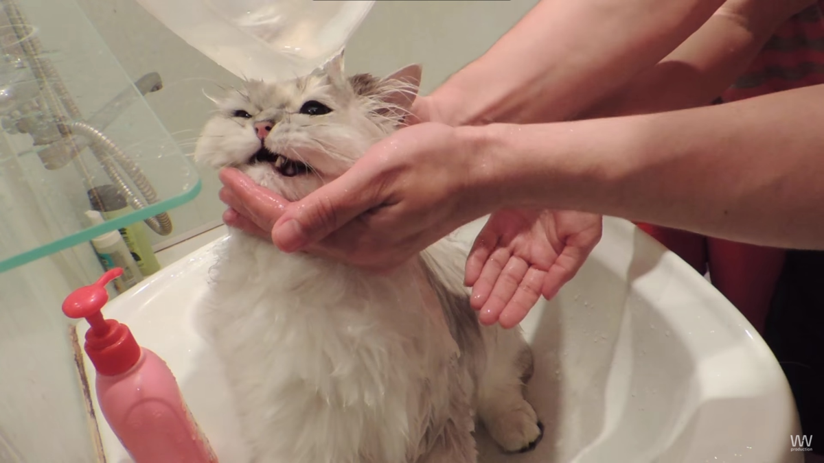 Как правильно мыть кошку и кота, как часто можно купать