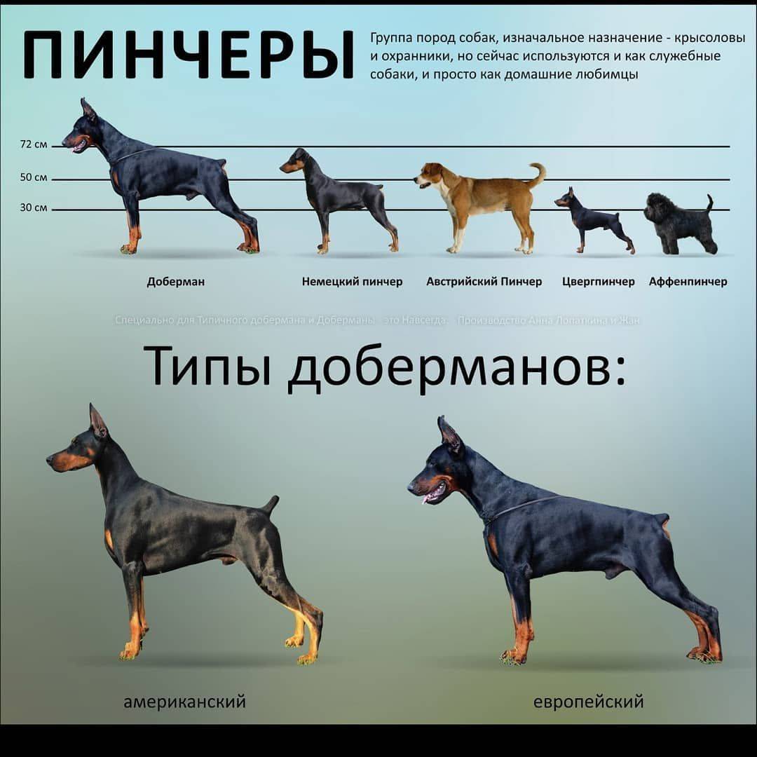 Названия и описание маленьких пород собак