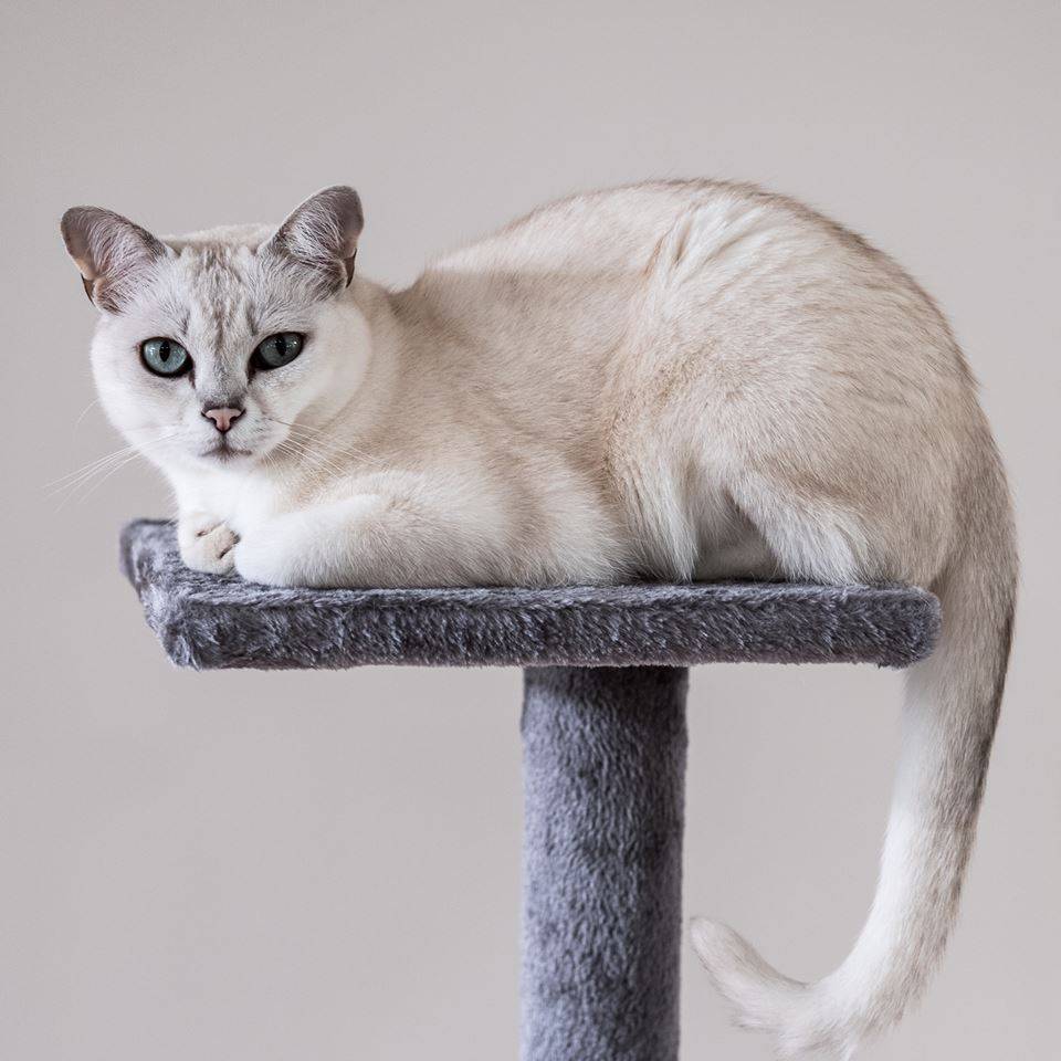 Бурманская кошка - фото и описание (характер, уход и кормление)
