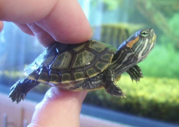 Аквариумные черепахи: виды, особенности, фото
аквариумные черепахи: виды, особенности, фото