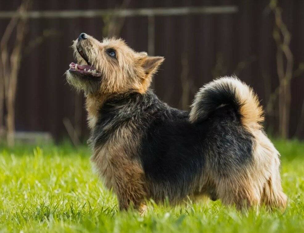Норвич терьер: описание породы собак и характер, стоимость щенков