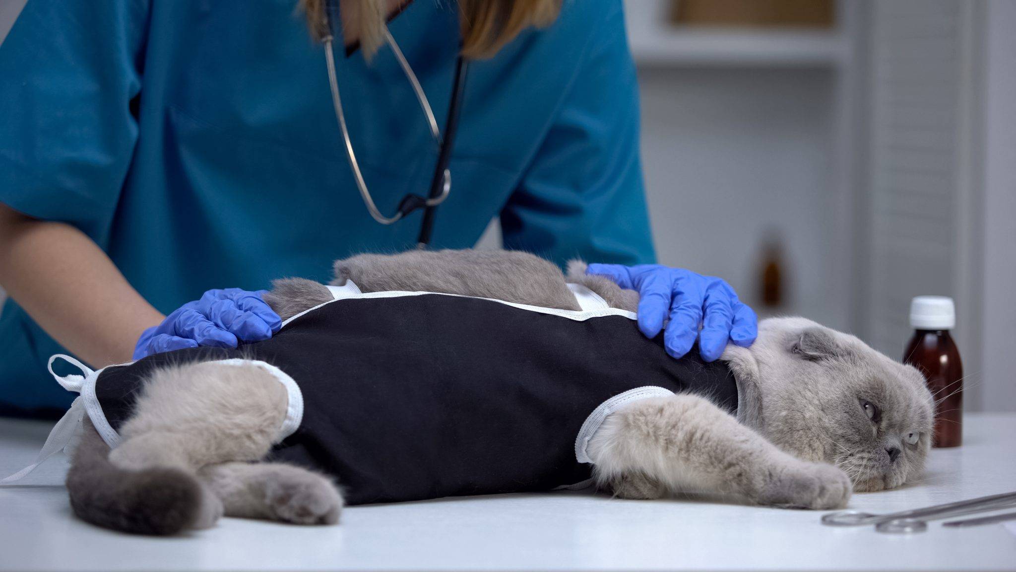 Можно ли стерилизовать кошку во время течки: когда лучше, чем опасно, через какое время можно