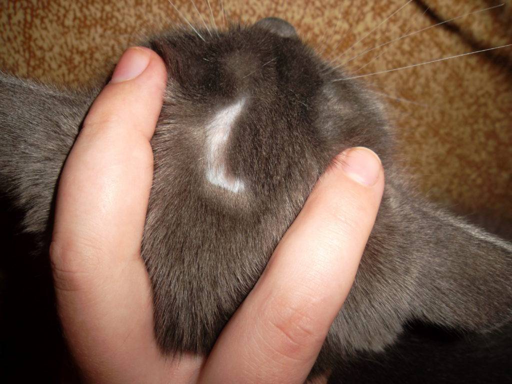 У кошки лысеет хвост, выпадает шерсть на спине у его основания и образуются проплешины