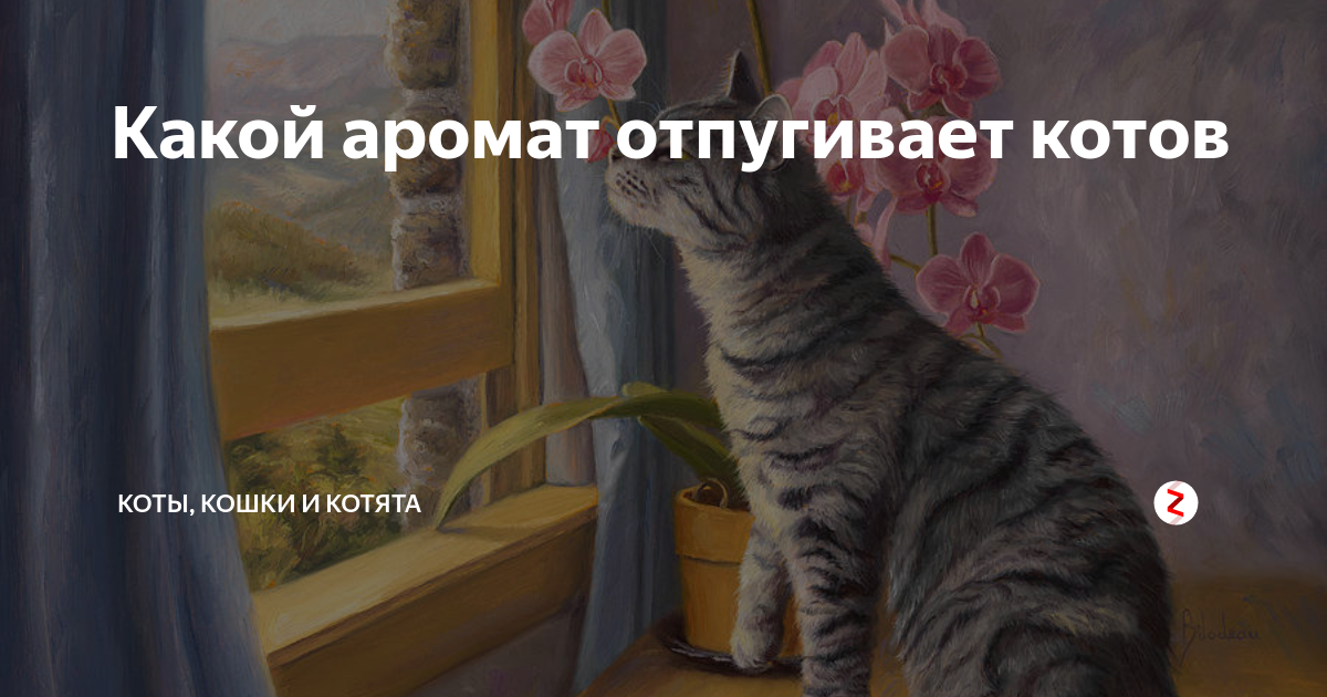 ᐉ какой запах отпугивает кошек? - ➡ motildazoo.ru