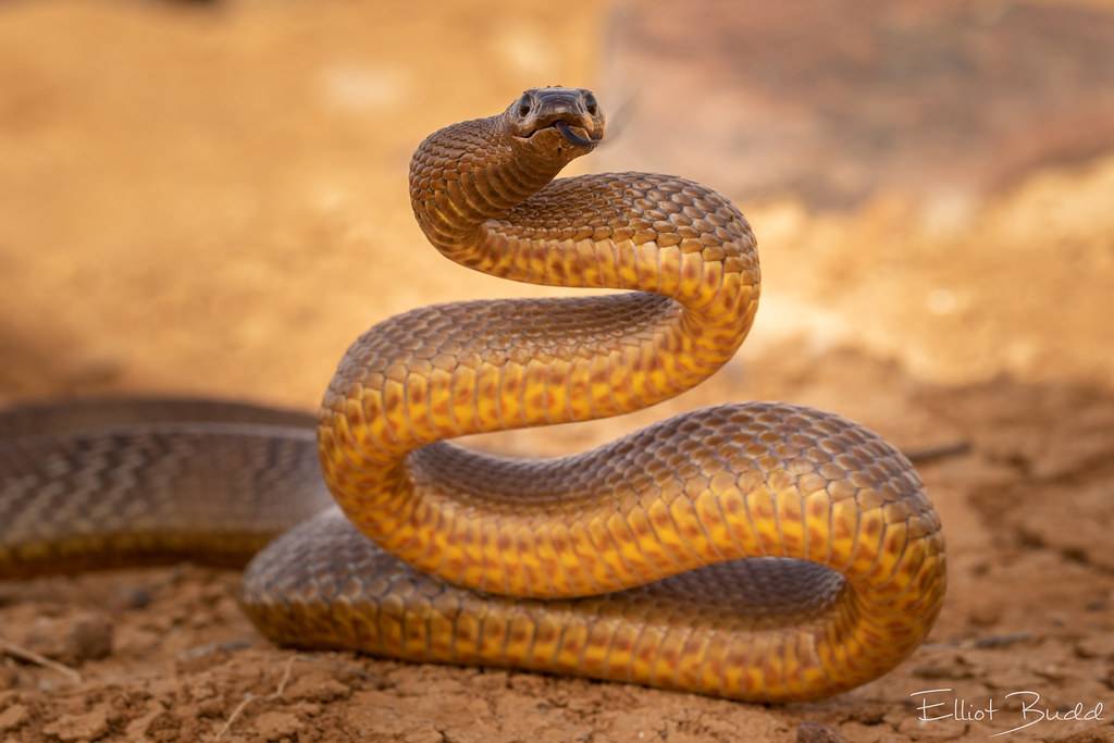 Змея тайпан, описание прибрежного тайпана и жестокой змеи
