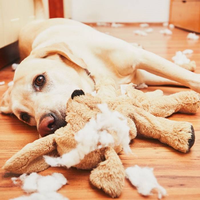 Собака грызет мебель: причины, что делать | блог ветклиники "беланта"
