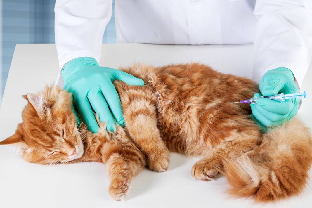 Вирусная лейкемия у кошек: причины. симптомы. диагностика. лечение