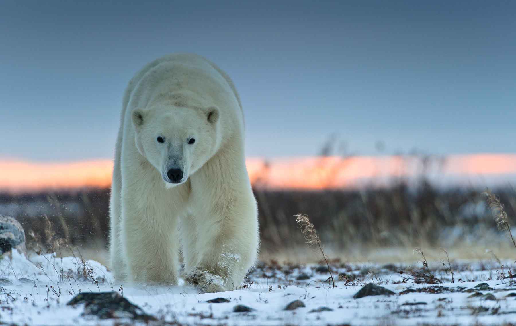 Белый медведь (Лаптевская популяция)